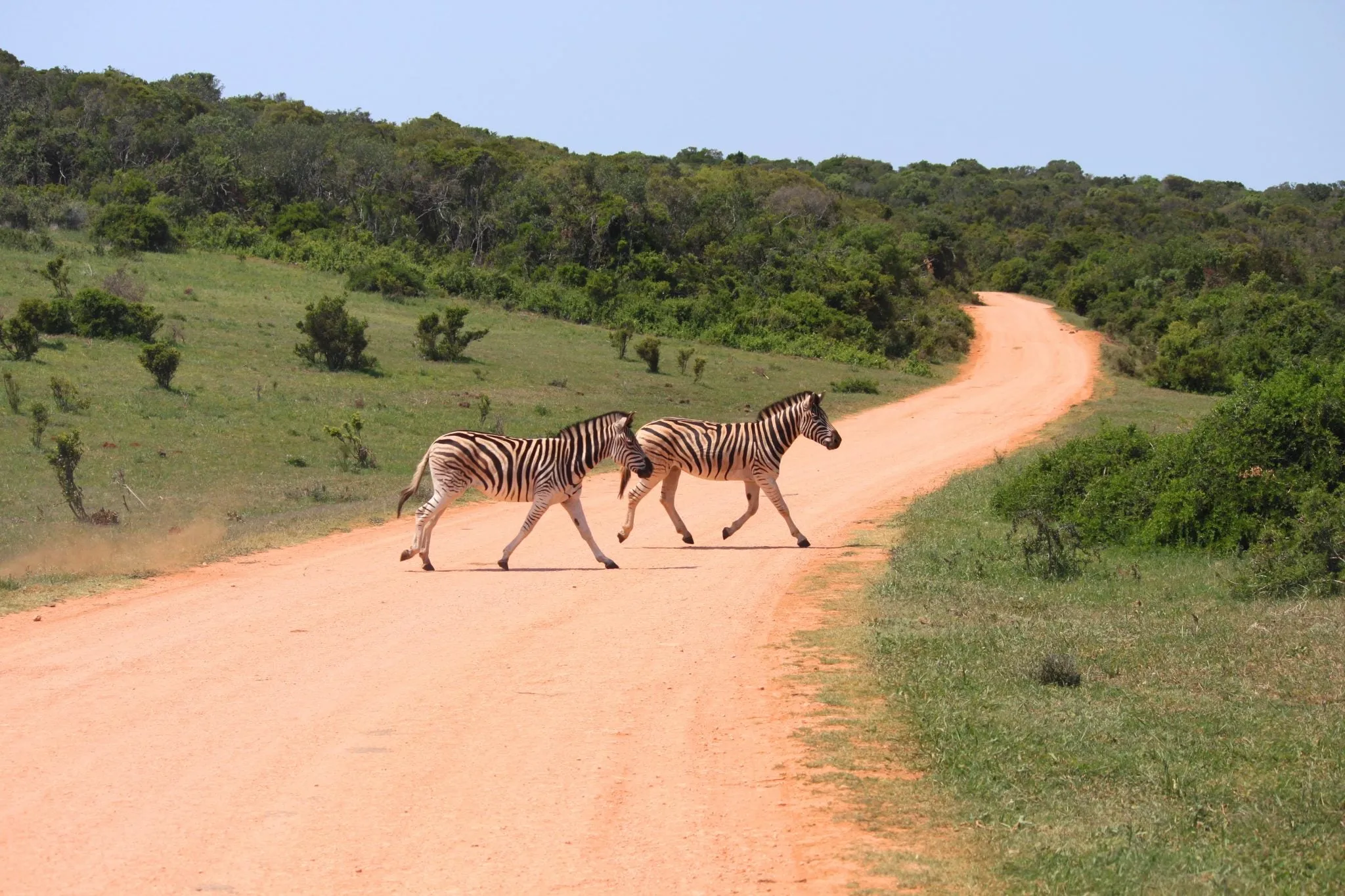 5 day Garden Route and Addo group tour