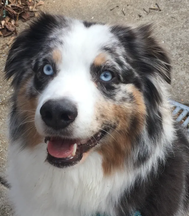 Australian Shepard