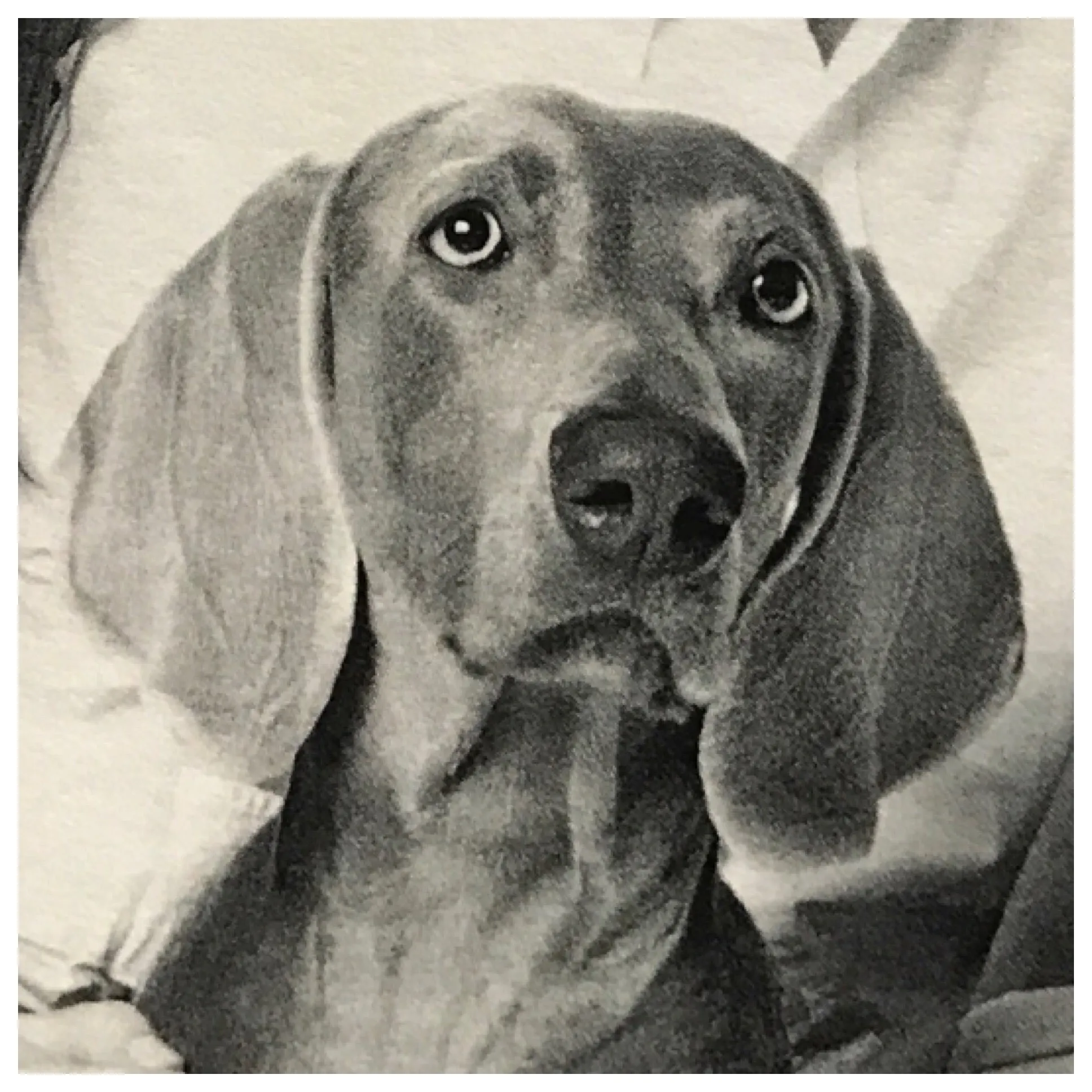 Gibson - Weimaraner