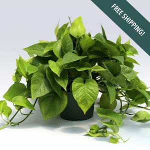 Pothos Jade | 6-Inch Container