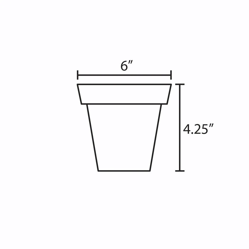 Pothos Jade | 6-Inch Container