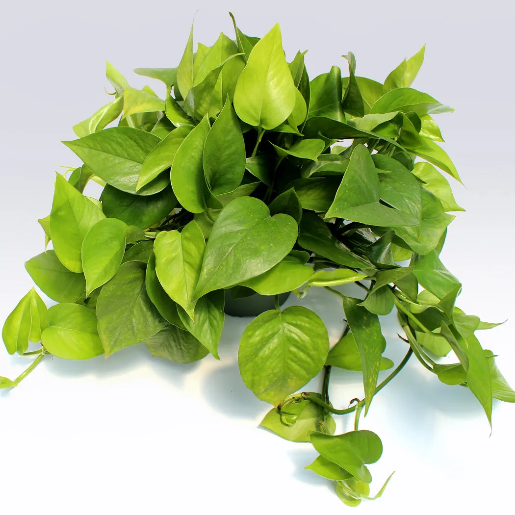 Pothos Jade | 6-Inch Container